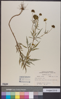 Bidens polylepis image