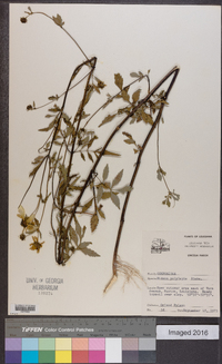 Bidens polylepis image