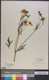 Bidens polylepis image