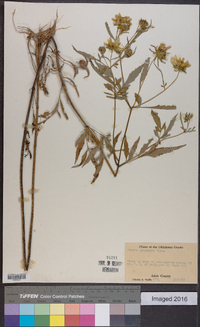 Bidens polylepis image