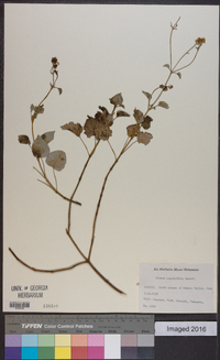 Bidens populifolia image