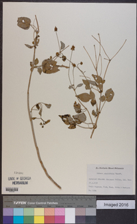 Bidens populifolia image