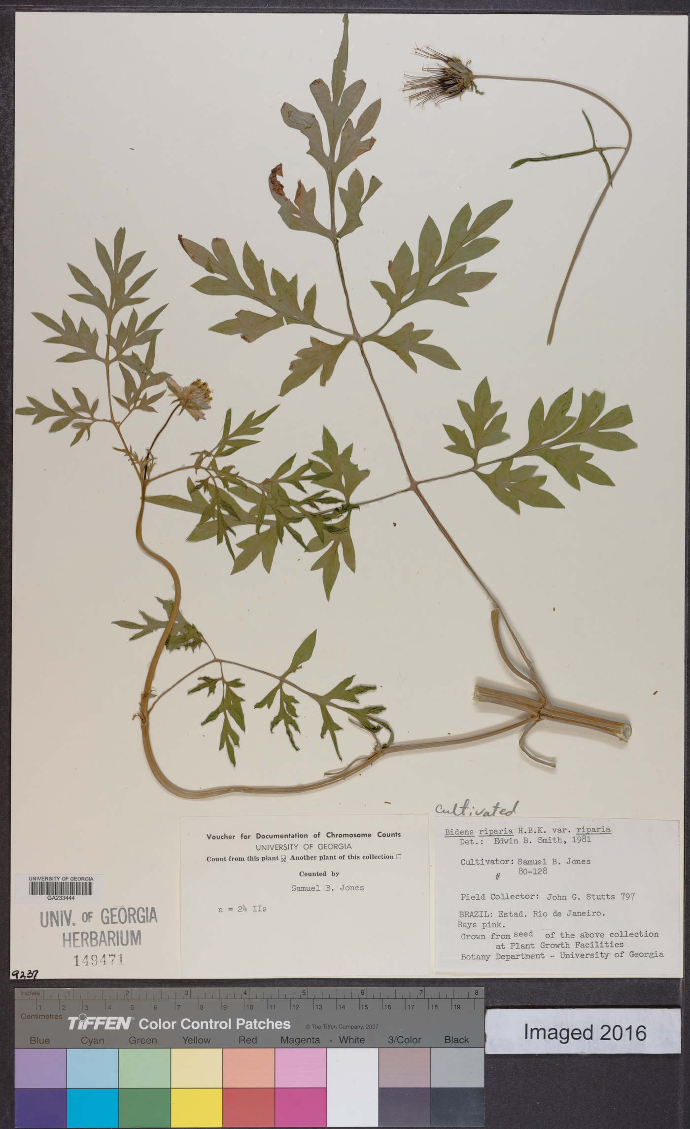 Bidens riparia image