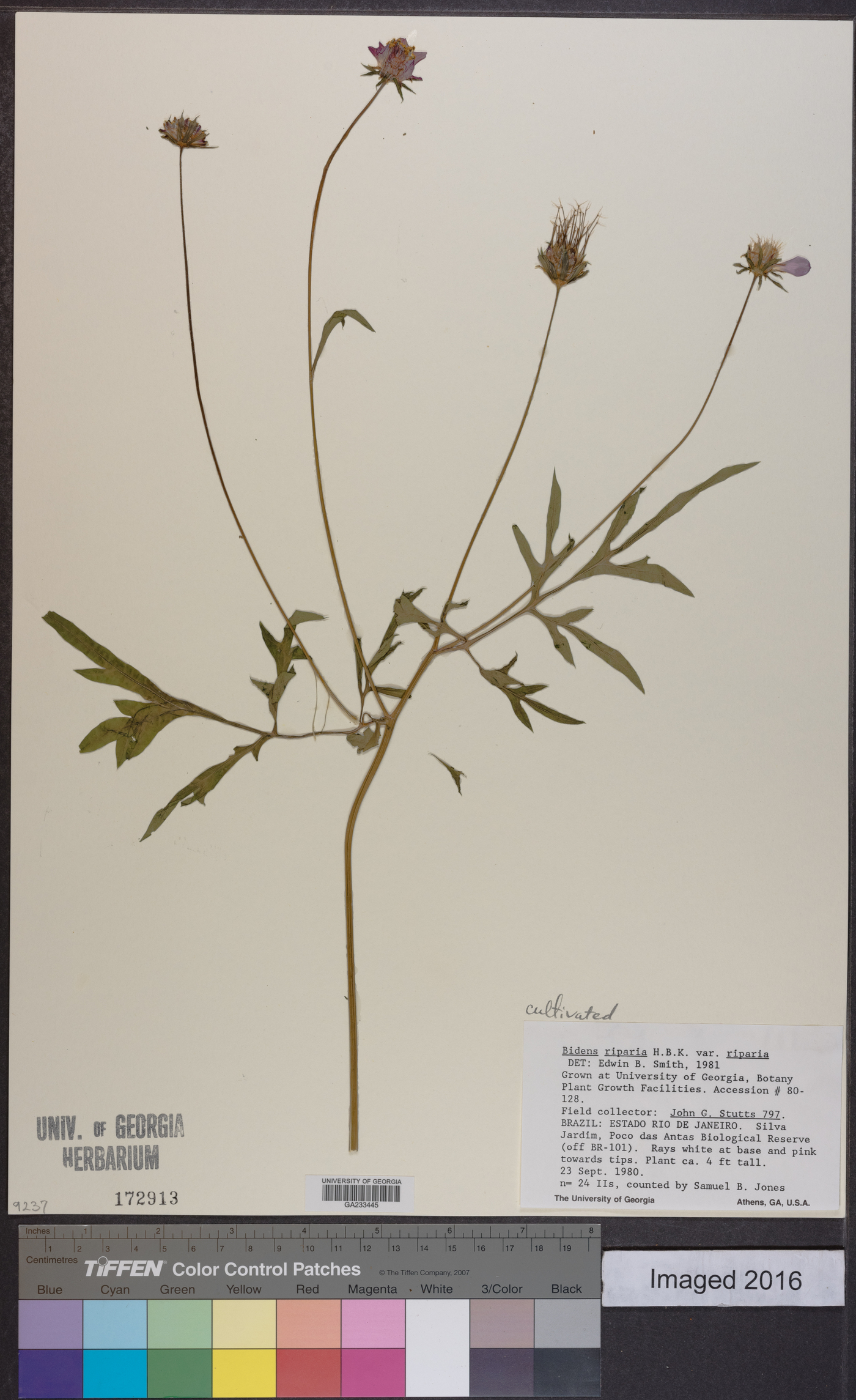 Bidens riparia image