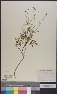 Bidens sandvicensis var. imminuta image