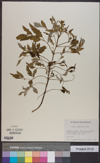 Bidens sandvicensis image