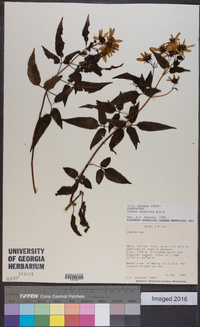 Bidens squarrosa image