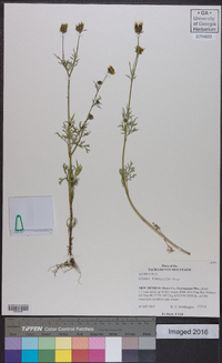 Bidens tenuisecta image