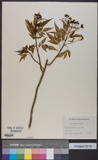 Bidens torta image