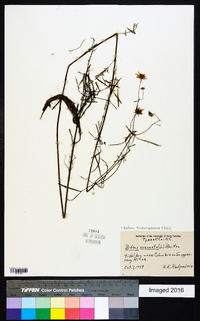 Bidens trichosperma image