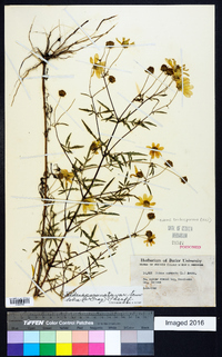 Bidens trichosperma image