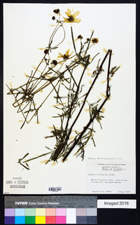 Bidens trichosperma image