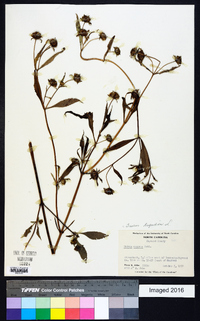 Bidens tripartita image