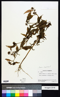 Bidens tripartita image