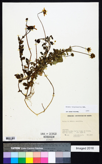 Bidens triplinervia image