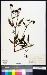 Bidens vulgata image