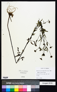 Bidens vulgata image