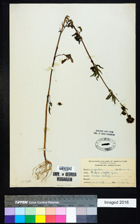 Bidens vulgata image