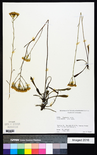 Bigelowia nudata image