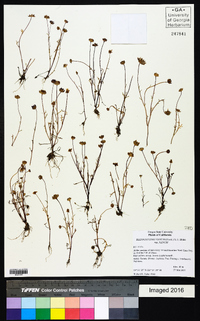 Blennosperma nanum var. nanum image