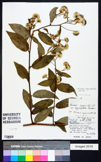 Image of Blumea megacephala