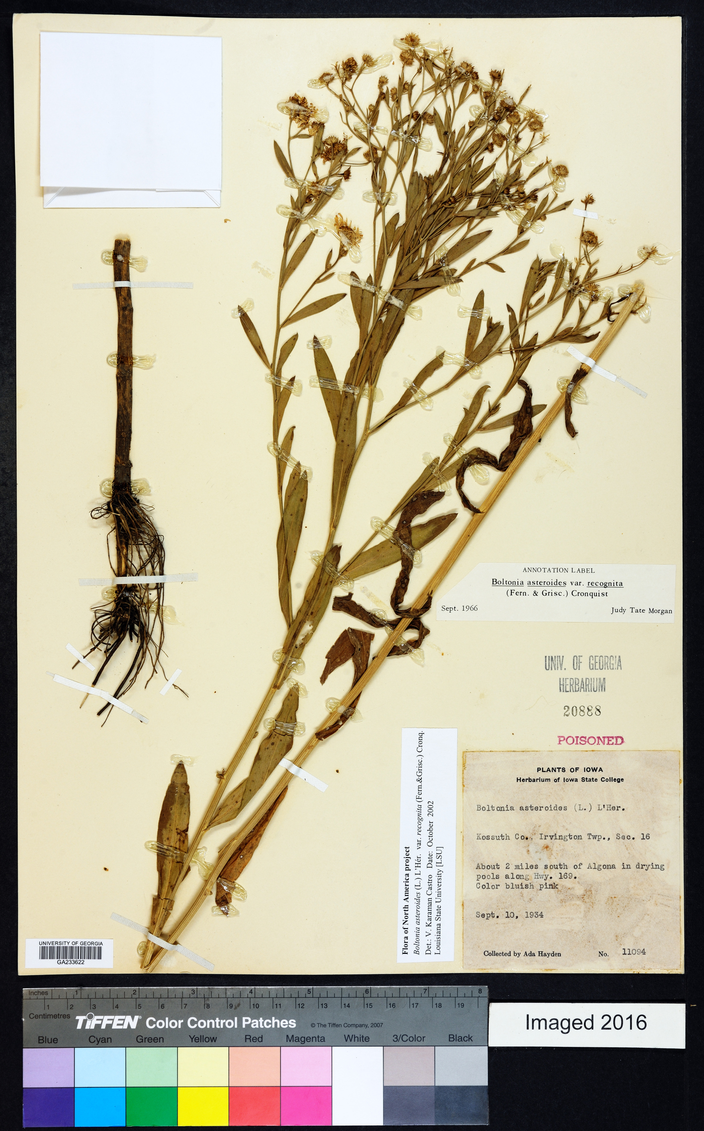Boltonia asteroides var. recognita image