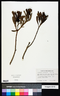 Borrichia arborescens image