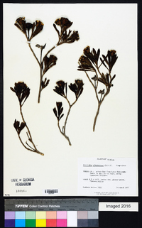 Borrichia arborescens image