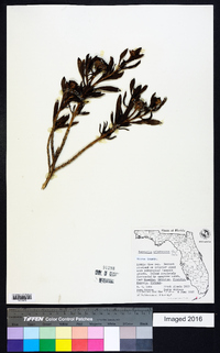 Borrichia arborescens image