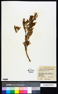 Borrichia arborescens image