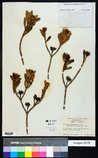 Borrichia arborescens image