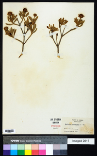 Borrichia arborescens image