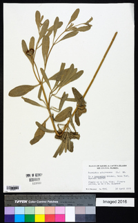 Borrichia arborescens image