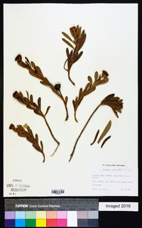 Borrichia arborescens image