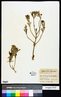 Borrichia frutescens image