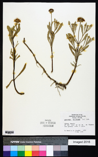 Borrichia frutescens image