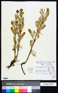 Borrichia frutescens image