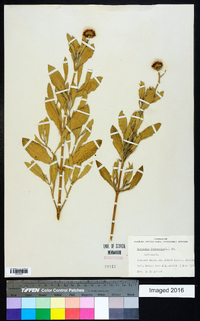 Borrichia frutescens image