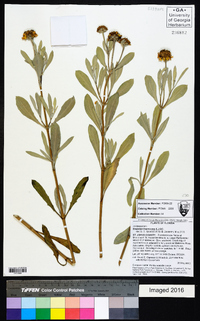 Borrichia frutescens image