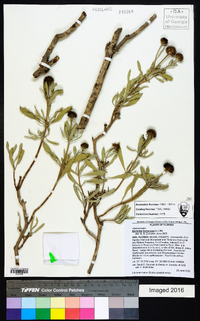 Borrichia frutescens image