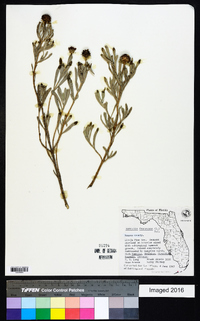 Borrichia frutescens image