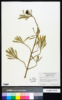 Borrichia frutescens image