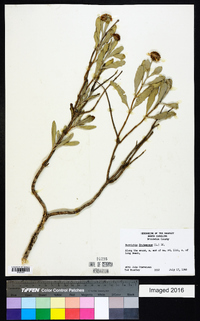 Borrichia frutescens image