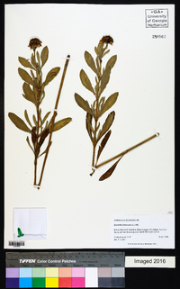 Borrichia frutescens image