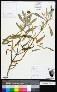 Borrichia frutescens image