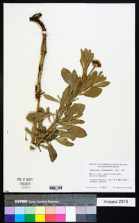 Borrichia frutescens image