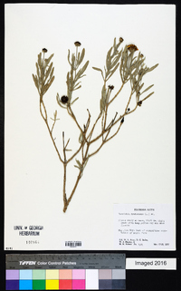 Borrichia frutescens image