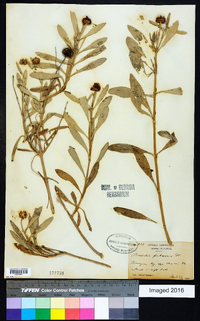 Borrichia frutescens image