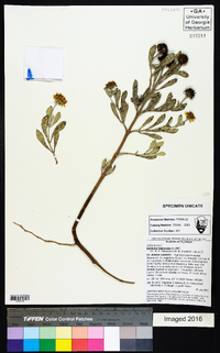 Borrichia frutescens image