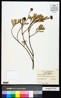 Borrichia frutescens image